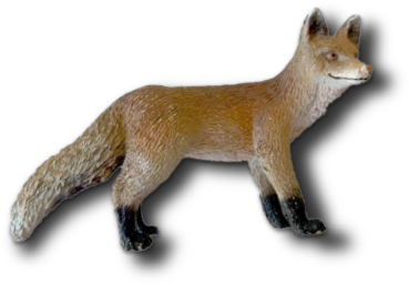 Foxy